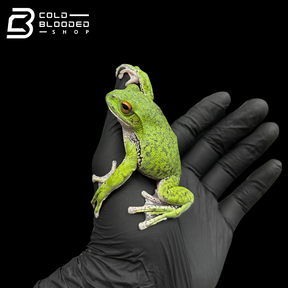Kinugasa flying frog "Shiga Local" - Zhangixalus arboreus