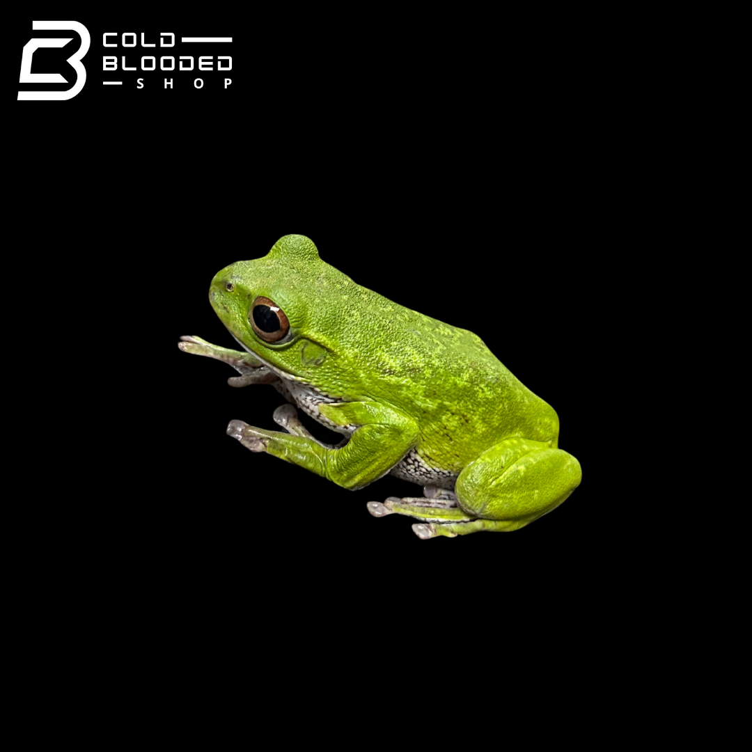 Kinugasa flying frog "Shiga Local" - Zhangixalus arboreus