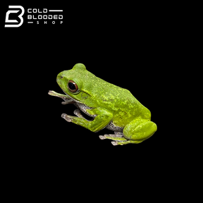 Kinugasa flying frog "Shiga Local" - Zhangixalus arboreus
