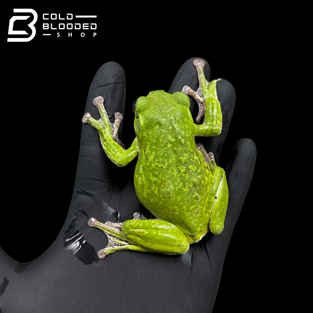 Kinugasa flying frog "Shiga Local" - Zhangixalus arboreus