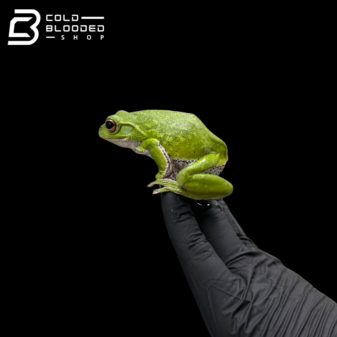Kinugasa flying frog "Shiga Local" - Zhangixalus arboreus