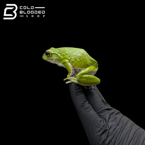 Kinugasa flying frog "Shiga Local" - Zhangixalus arboreus
