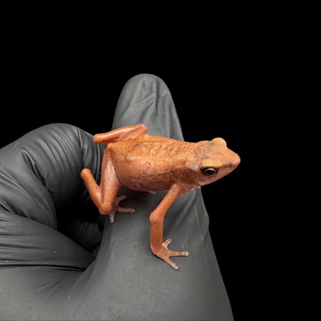 Cayenne stubfoot toad - Atelopus Flavescens