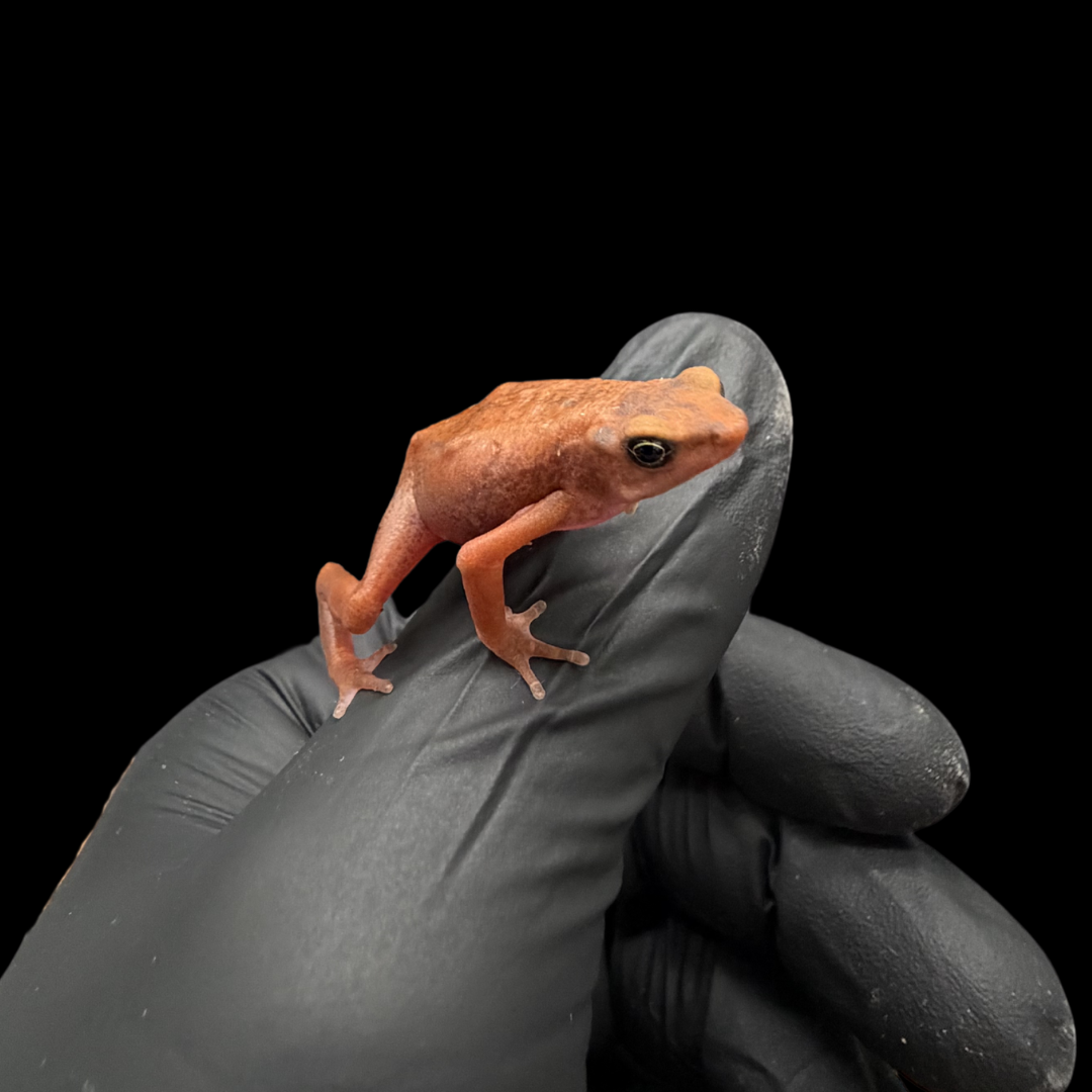 Cayenne stubfoot toad - Atelopus Flavescens
