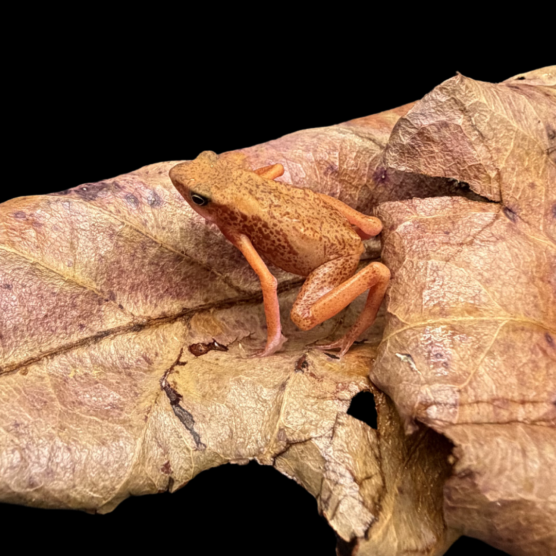 Cayenne stubfoot toad - Atelopus Flavescens