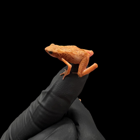 Cayenne stubfoot toad - Atelopus Flavescens