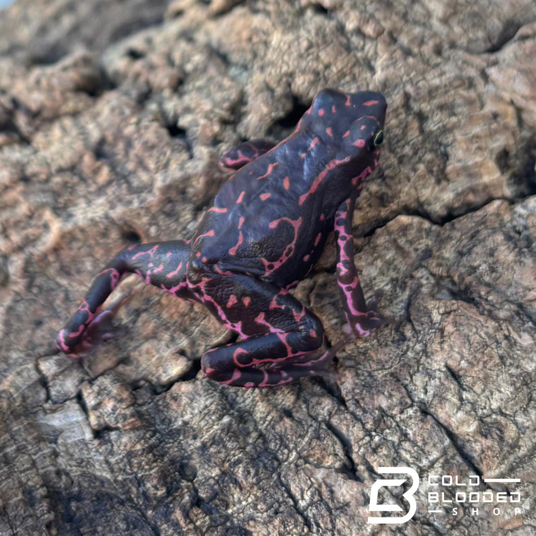 Amazonian Purple Harlequin toad - Atelopus Barbotini