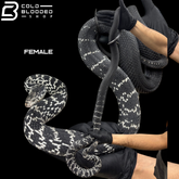 Serpiente rata rey china