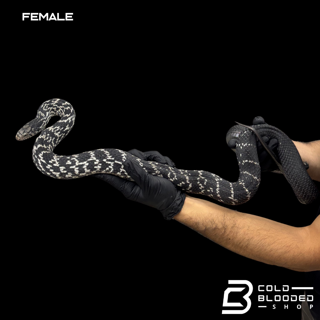 Serpiente rata rey china