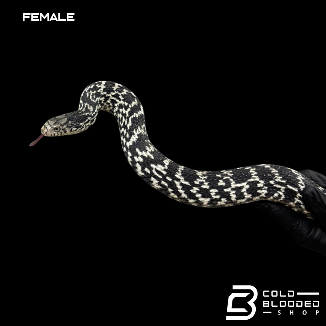 Serpiente rata rey china