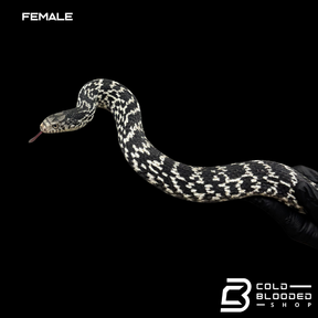 Serpiente rata rey china