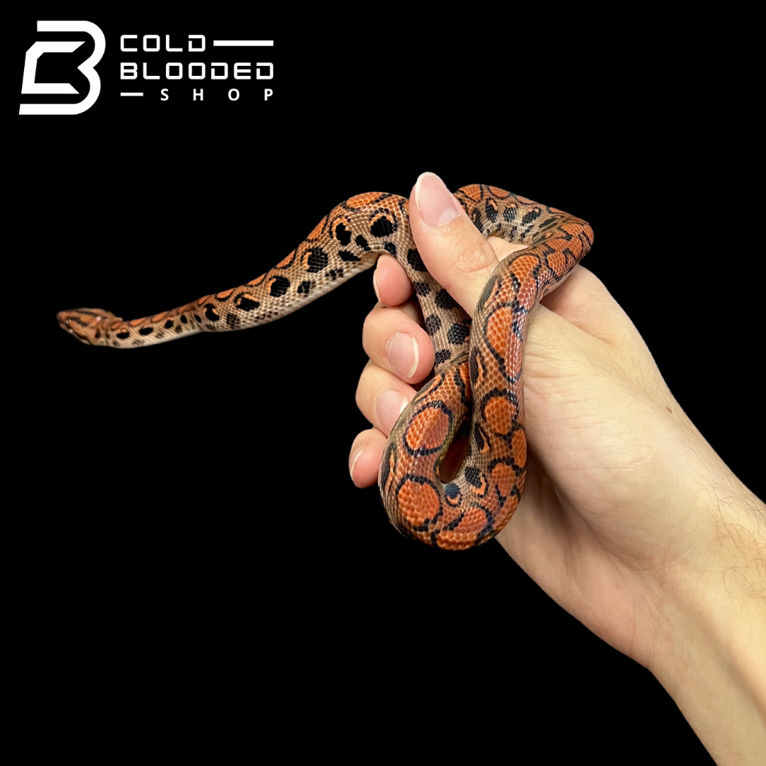 Baby/Juvenile Brazilian Rainbow Boas - Epicrates cenchria - Cold Blooded  Shop