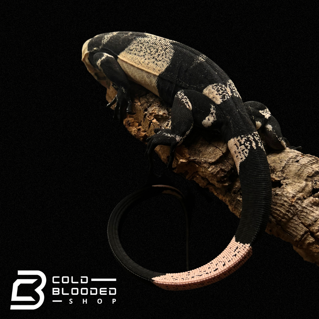 Baby/Juvenile Bell's Phase Lace Monitor - Varanus varius - Cold Blooded Shop