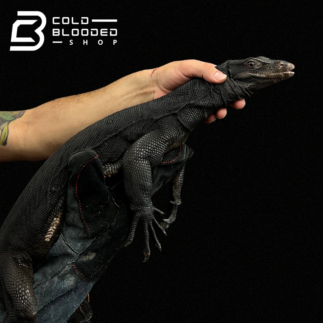 Adult Male Black Dragon Water Monitor - Varanus salvator # 1