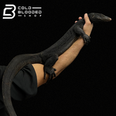 Adult Male Black Dragon Water Monitor - Varanus salvator # 2 - Cold Blooded Shop