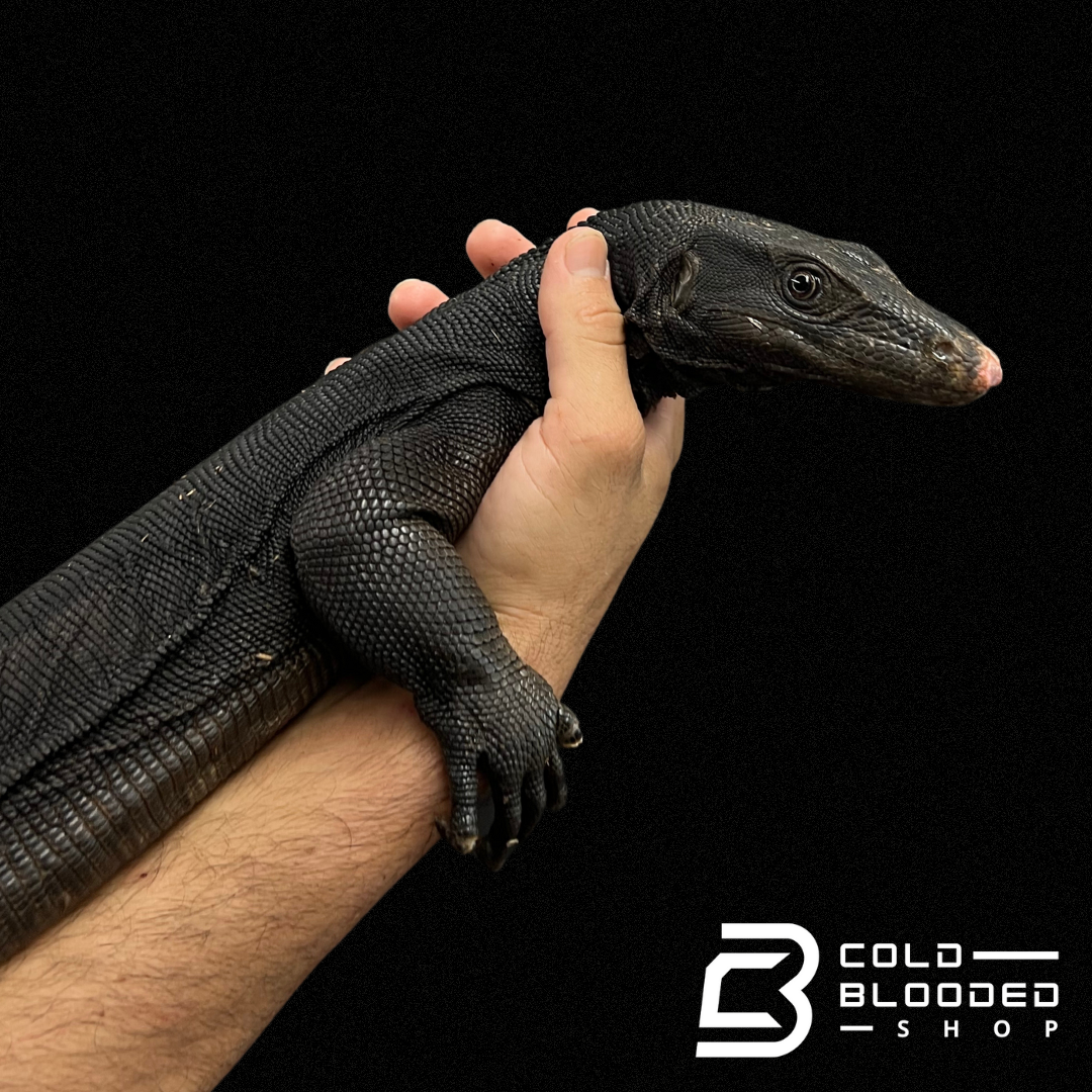 Black water top monitor for sale