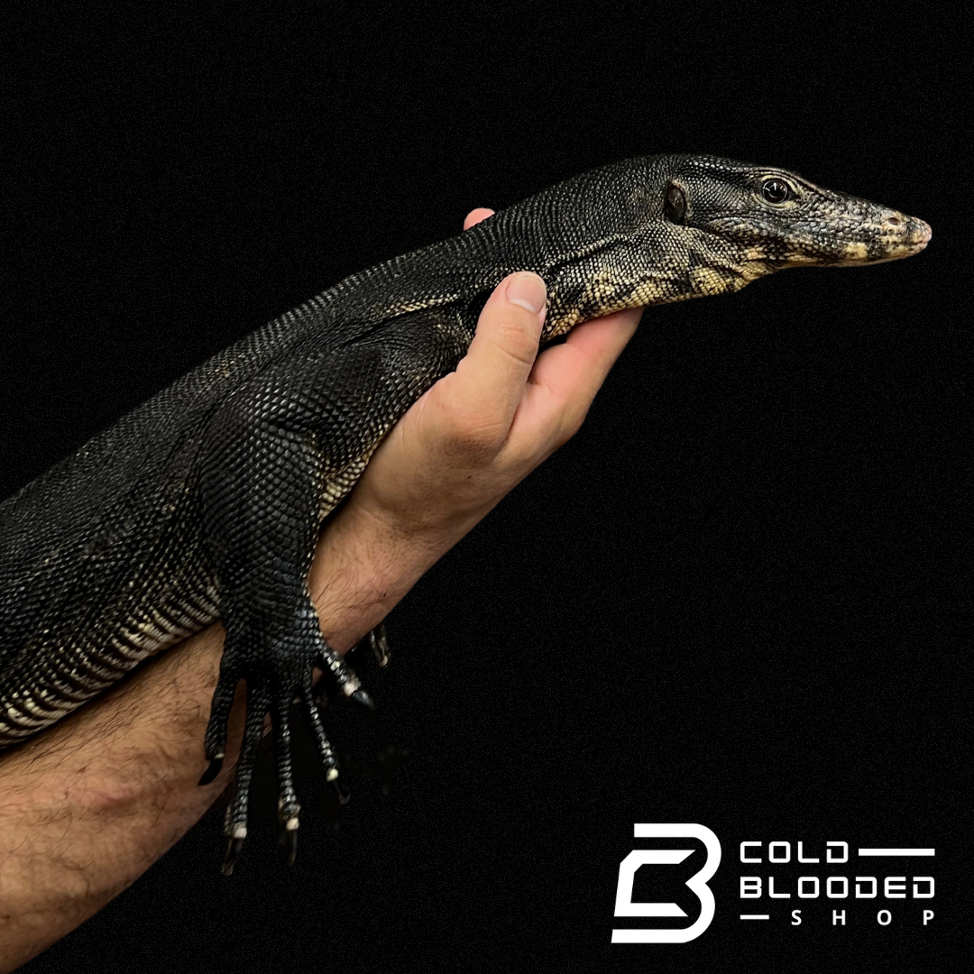 Adult Male Bintan Black Dragon Water Monitor - Varanus salvator # 3