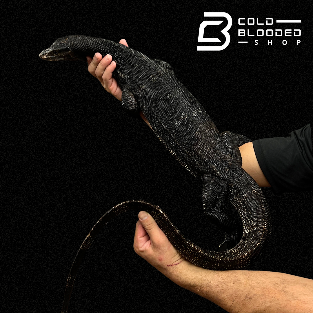 Buy online water monitor