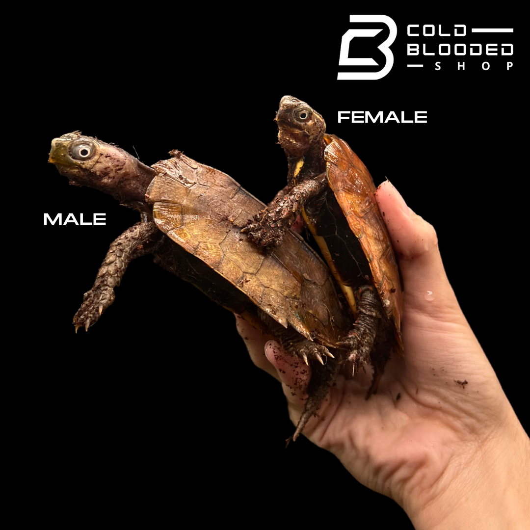 Black-breasted Leaf Turtles - Geoemyda spengleri