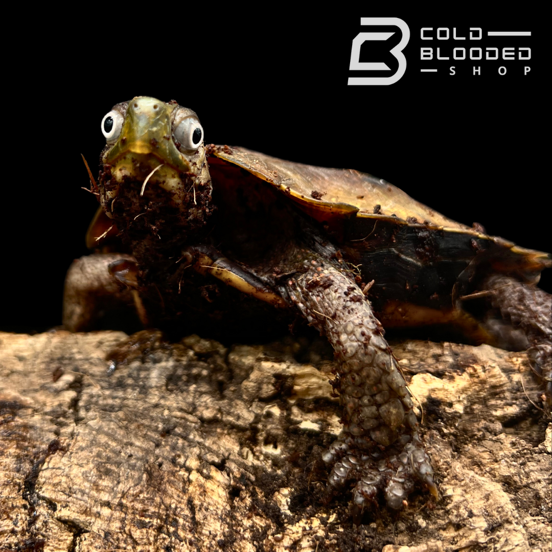 Black-breasted Leaf Turtles - Geoemyda spengleri - Cold Blooded Shop