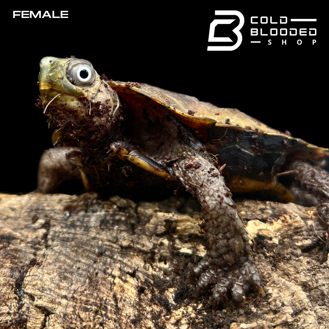 Black-breasted Leaf Turtles - Geoemyda spengleri - Cold Blooded Shop