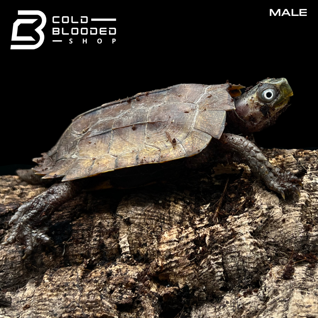 Black-breasted Leaf Turtles - Geoemyda spengleri