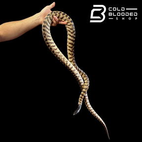 Male Black-Headed Python - Aspidites melanocephalus - Cold Blooded Shop