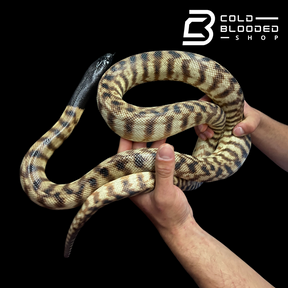 Male Black-Headed Python - Aspidites melanocephalus