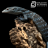 blue tree monitor for sale usa