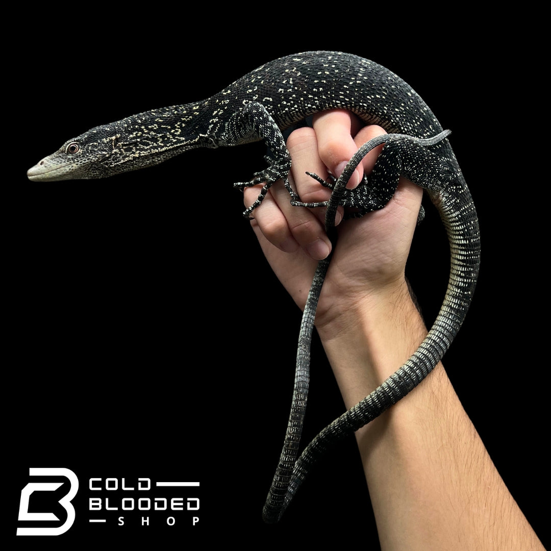 Adult Golden-spotted Tree Monitor - Varanus boehmei - Cold Blooded Shop