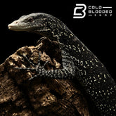 Adult Golden-spotted Tree Monitor - Varanus boehmei - Cold Blooded Shop