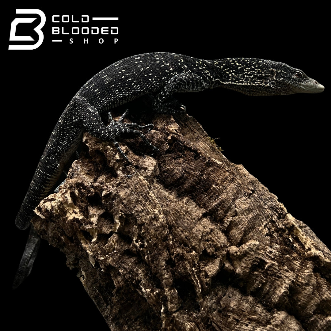 Adult Golden-spotted Tree Monitor - Varanus boehmei