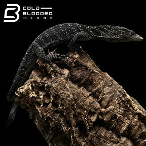 Adult Golden-spotted Tree Monitor - Varanus boehmei