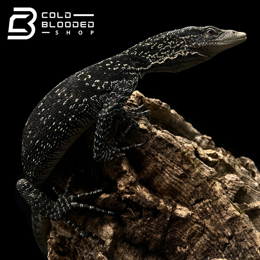 Adult Golden-spotted Tree Monitor - Varanus boehmei - Cold Blooded Shop