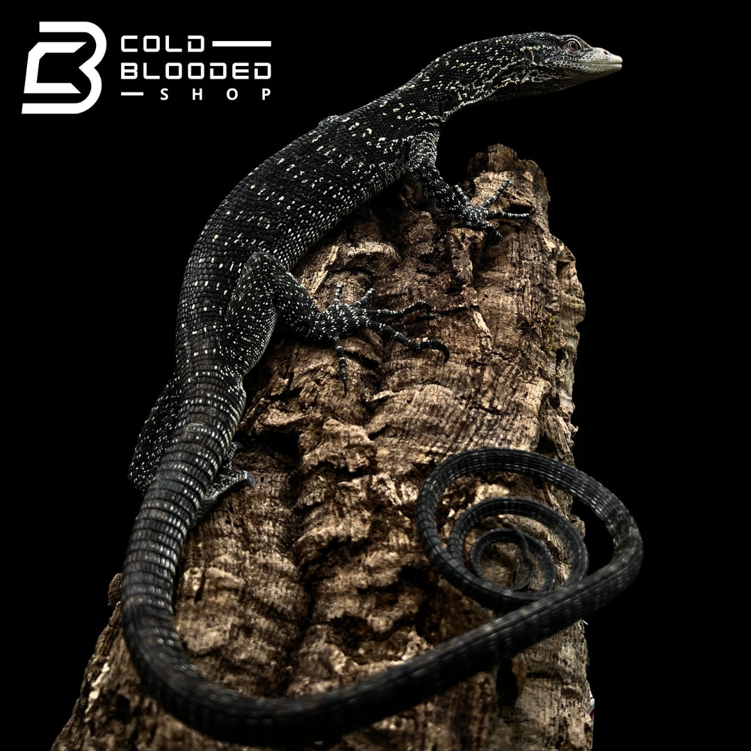 Adult Golden-spotted Tree Monitor - Varanus boehmei - Cold Blooded Shop