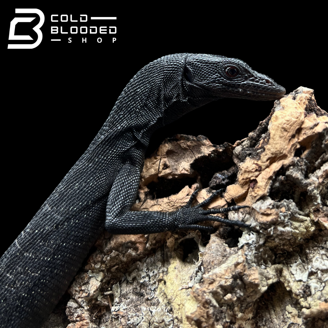 Baby/Juvenile Black Tree Monitor - Varanus beccarii - Cold Blooded Shop