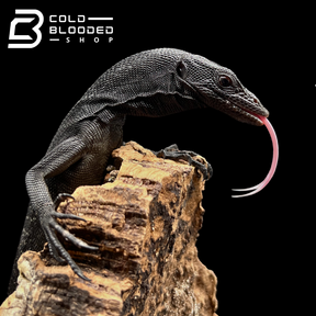 Baby/Juvenile Black Tree Monitor - Varanus beccarii