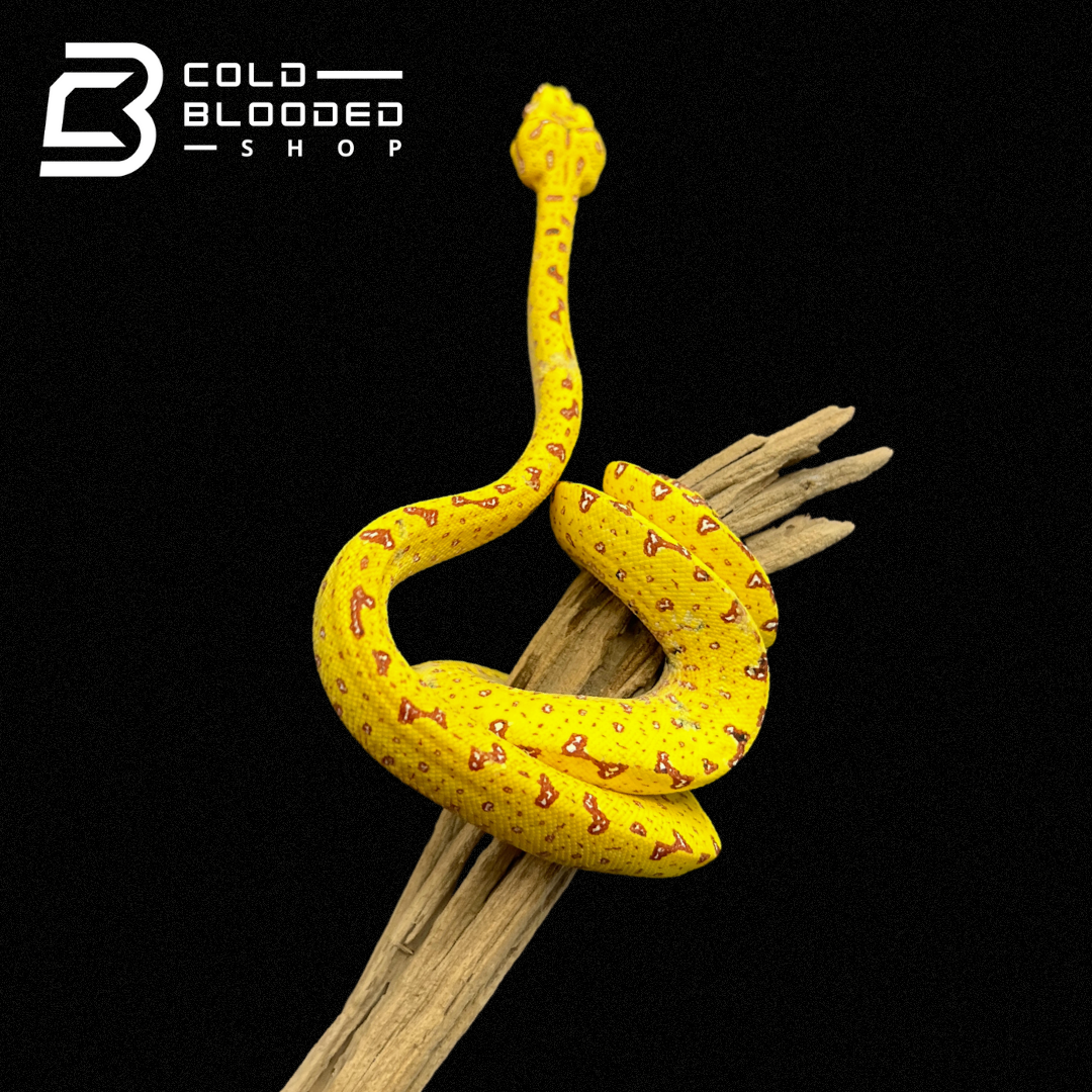 Baby Tree Python's Baby Green Tree Python Green Tree Python Facts And Information