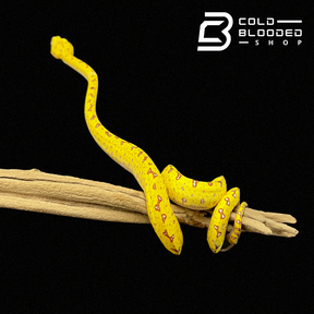 Baby Biak Green Tree Python - Cold Blooded Shop