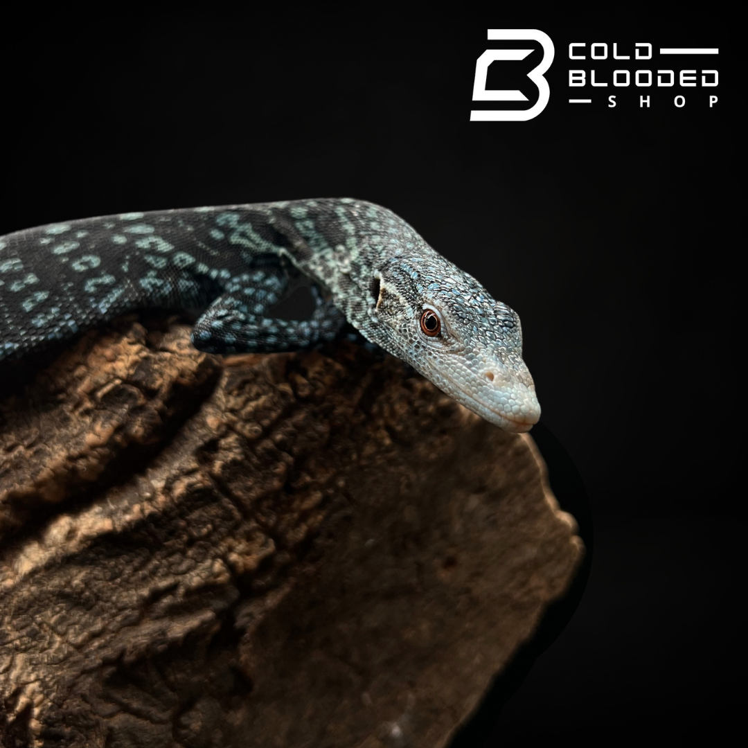 Baby/Juvenile Blue Tree Monitor - Varanus macraei - Cold Blooded Shop