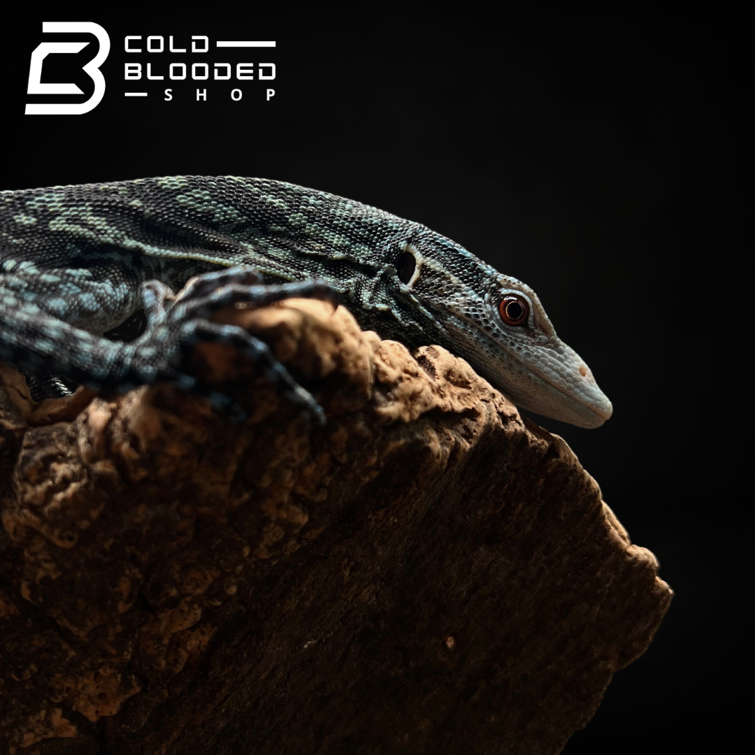 Baby/Juvenile Blue Tree Monitor - Varanus macraei - Cold Blooded Shop