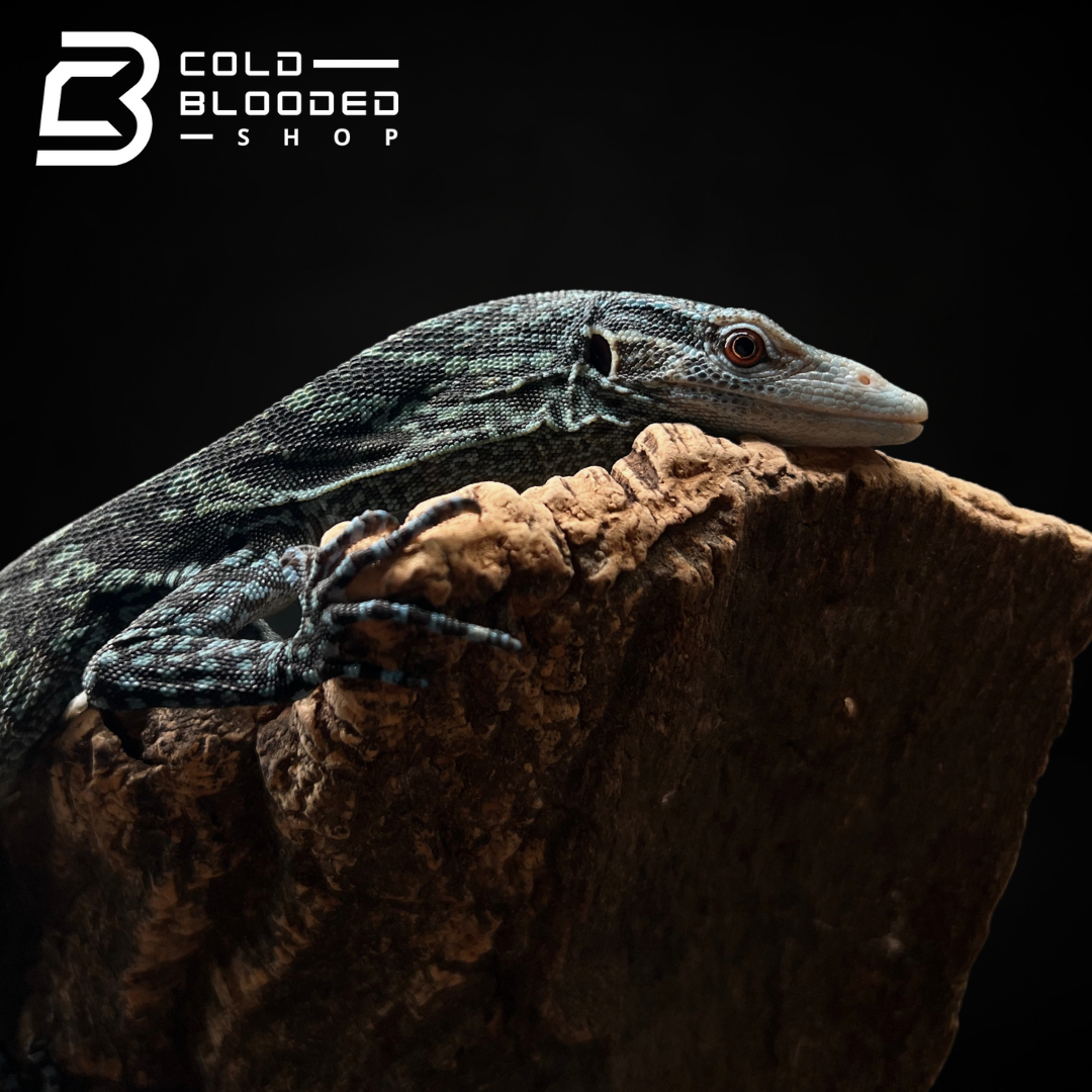 Baby/Juvenile Blue Tree Monitor - Varanus macraei - Cold Blooded Shop