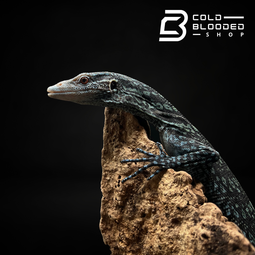 Baby/Juvenile Blue Tree Monitor - Varanus macraei - Cold Blooded Shop