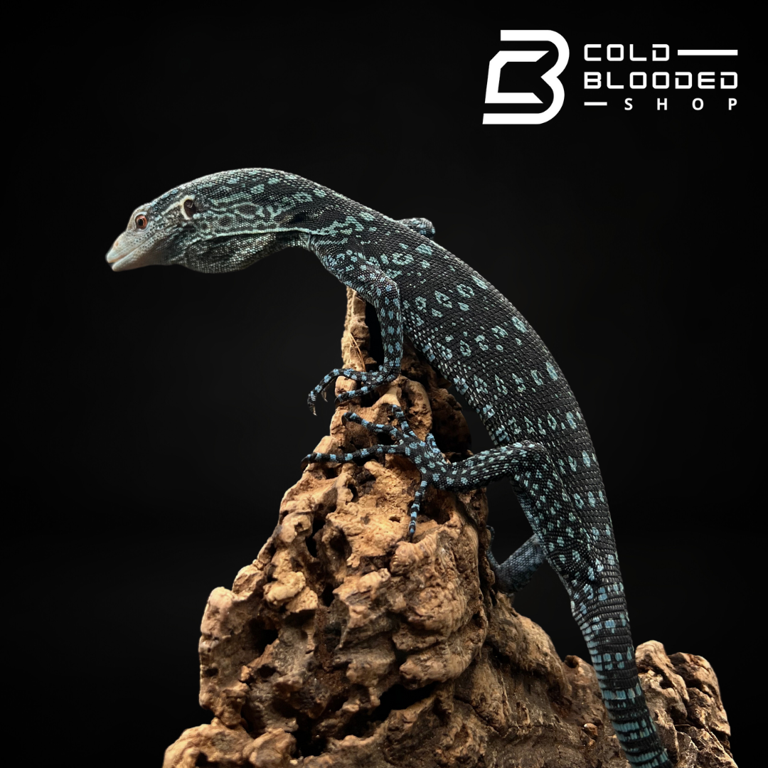 Baby/Juvenile Blue Tree Monitor - Varanus macraei - Cold Blooded Shop