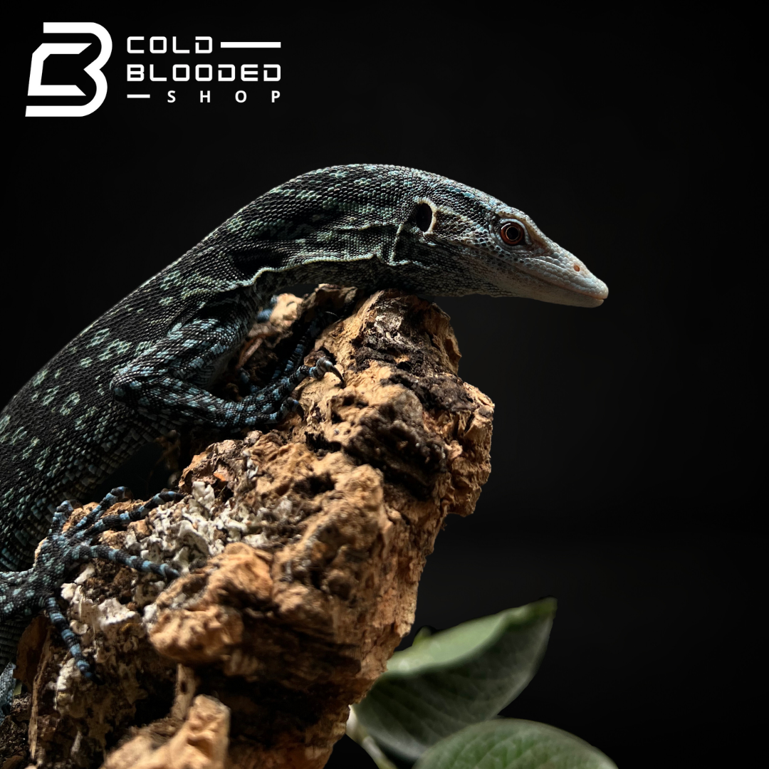 Baby/Juvenile Blue Tree Monitor - Varanus macraei - Cold Blooded Shop