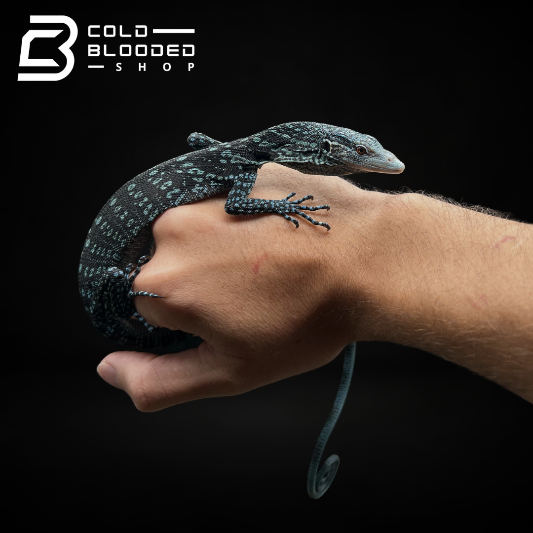 Baby/Juvenile Blue Tree Monitor - Varanus macraei - Cold Blooded Shop