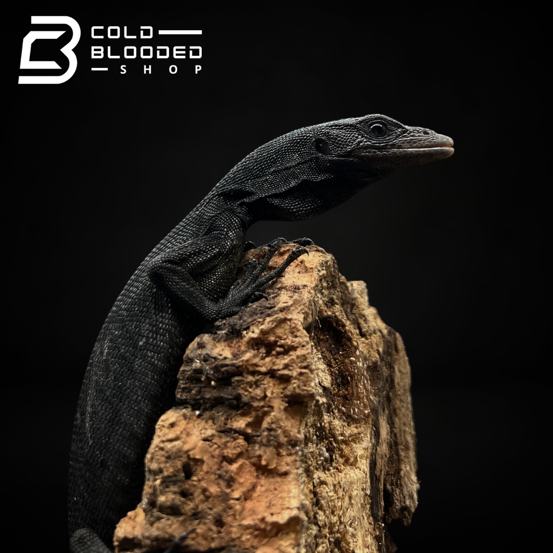 Tree Monitor Frame Black Tree Monitor Size Black Tree Monitor