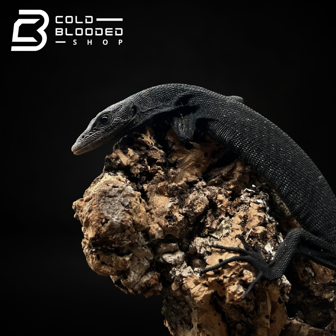 Baby/Juvenile Black Tree Monitor - Varanus beccarii - Cold Blooded Shop