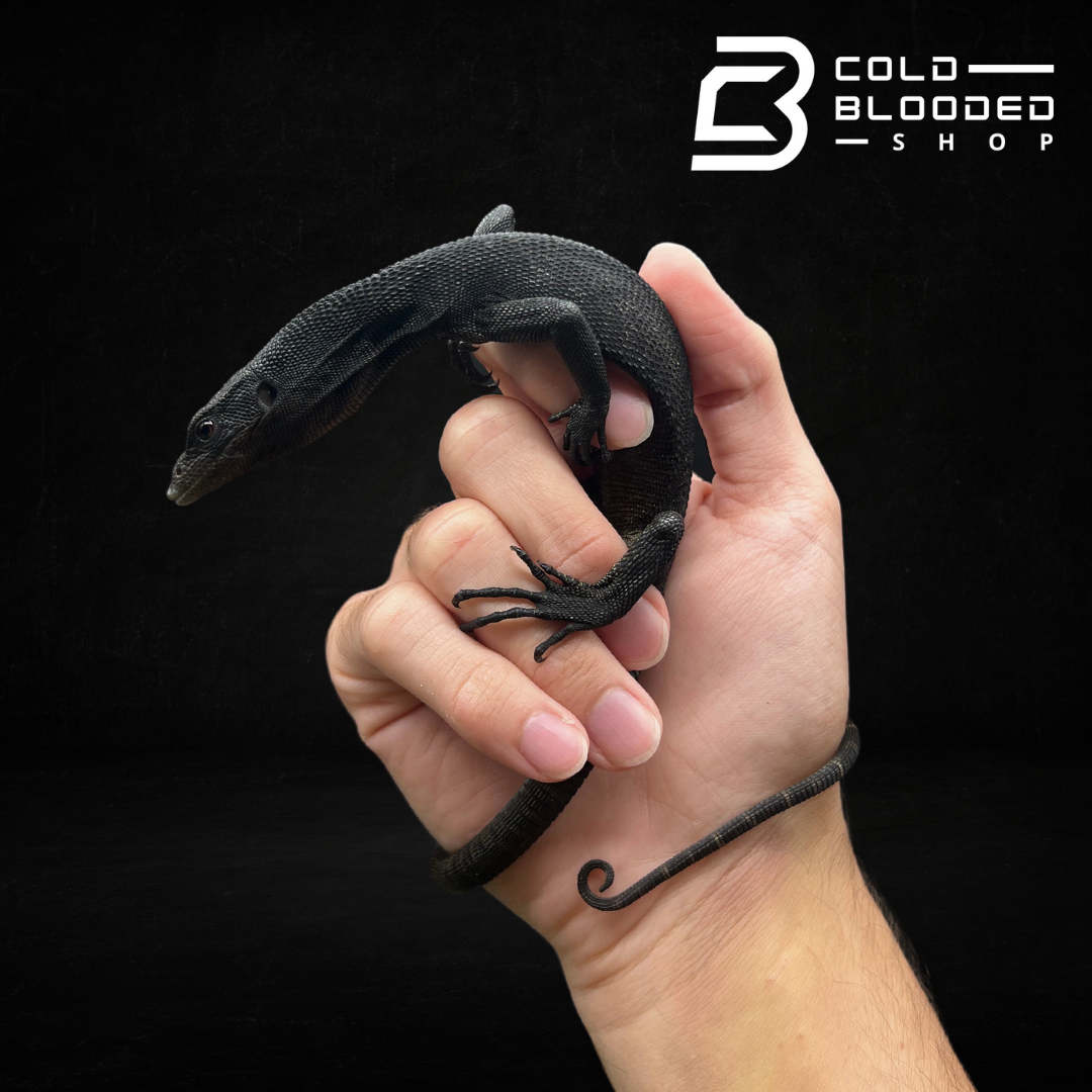 Baby/Juvenile Black Tree Monitor - Varanus beccarii - Cold Blooded Shop