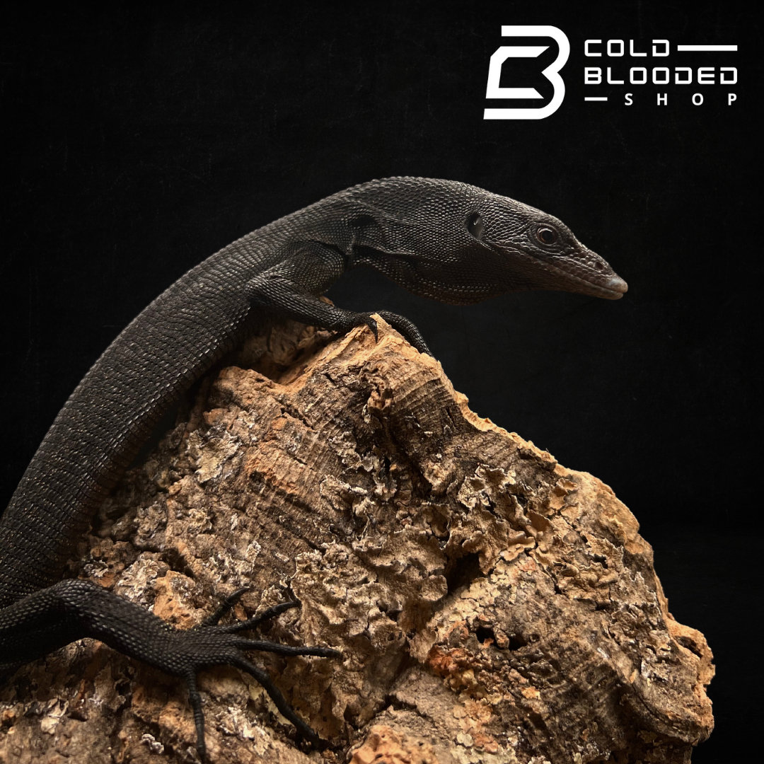 Banded Tree Monitor Baby/Juvenile Black Tree Monitor - Varanus beccarii